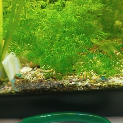Aquarium plants with 4 roots, easy to multiply, low requirements