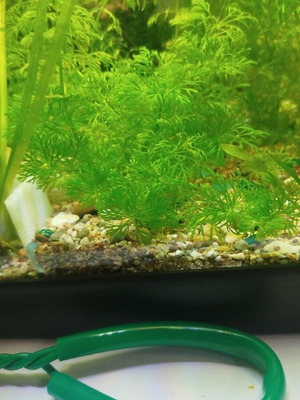 Aquarium plants with 4 roots, easy to multiply, low requirements
