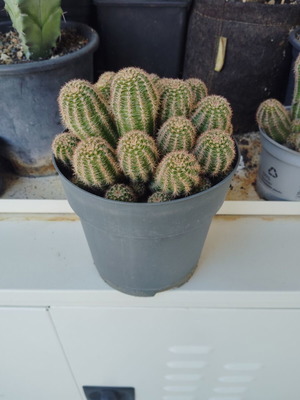 Peanut cactus ready for repotting
