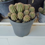 Peanut cactus ready for repotting