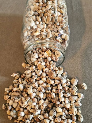 Large jar with small seashells like new for crafts or decoration