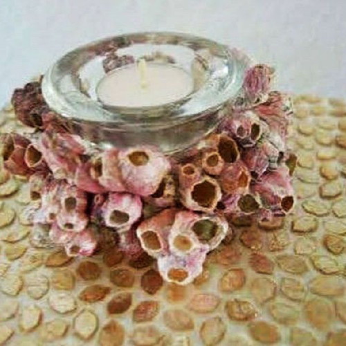 Barnacle shells pack of 38 new for crafts and decoration