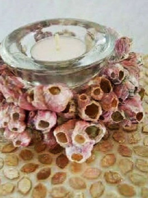 Barnacle shells pack of 38 new for crafts and decoration