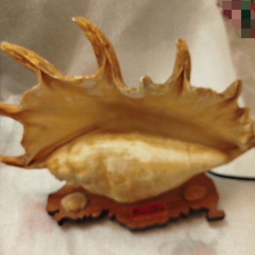 Vintage shell lamp used from Mauritius