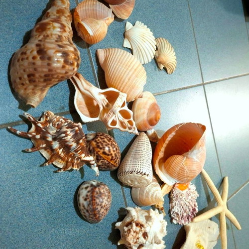 Large collection pack of natural seashells with box