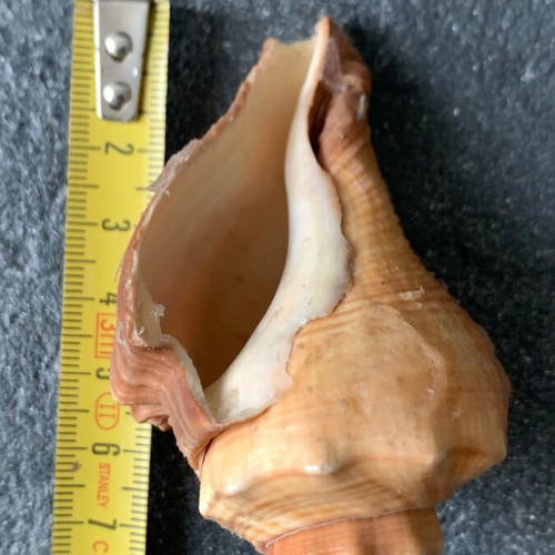 Shell used, as shown