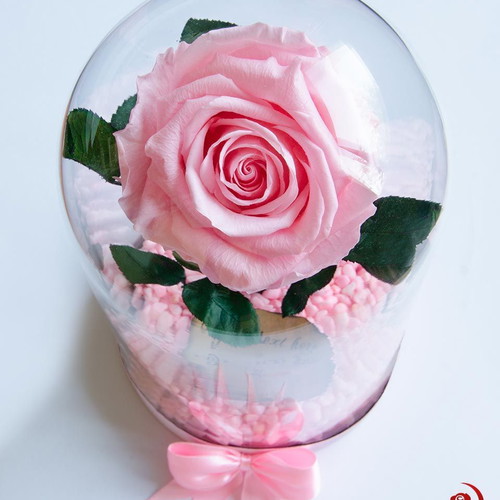 Pink natural eternal rose in large glass dome new