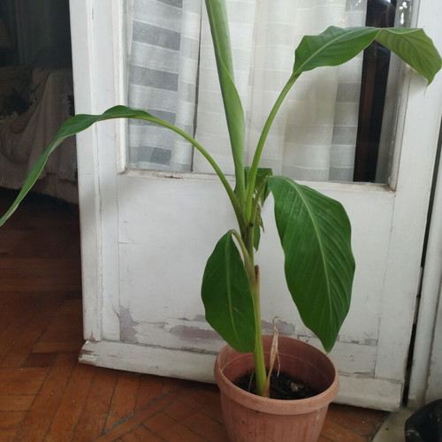 Banana plant, about 80cm, rooted