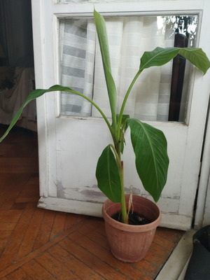 Banana plant, about 80cm, rooted