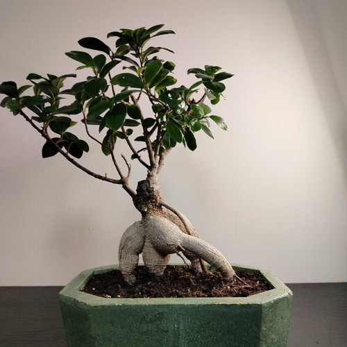 Bonsai Ficus Ginseng 10 Years Care in Handmade Eco Pot