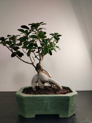 Bonsai Ficus Ginseng 10 Years Care in Handmade Eco Pot