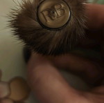 Vintage perfume 7.5 ml with mink fur cap, new