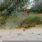 Πωλείται οικόπεδο   0,5 στρέμματα