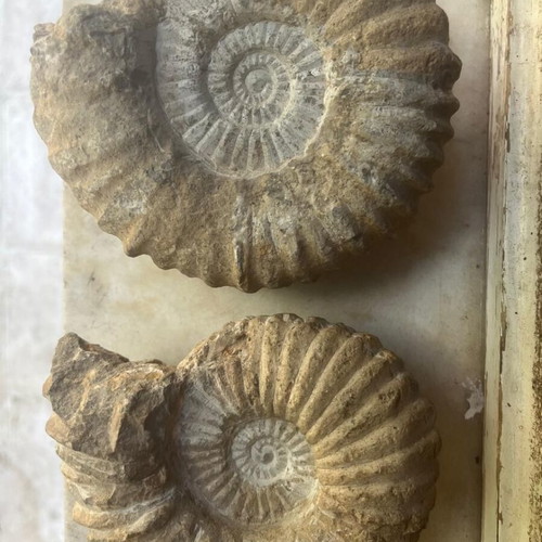 Rare Pair of Large Ammonite Fossils 15cm & 14cm