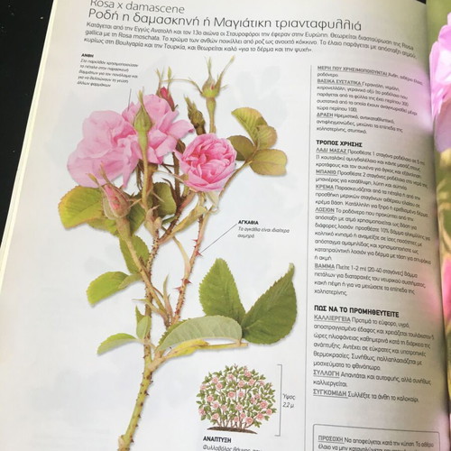 Botana Neal's Yard Remedies book like new, therapeutic herbs guide