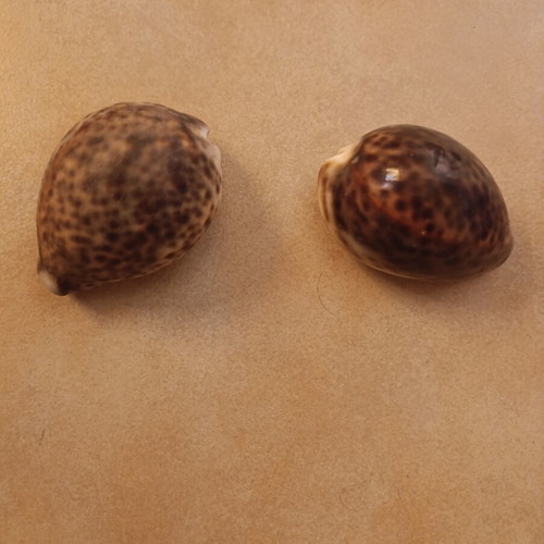Cypraea tigris seashells like new, set of 2 pieces
