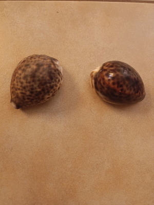 Cypraea tigris seashells like new, set of 2 pieces