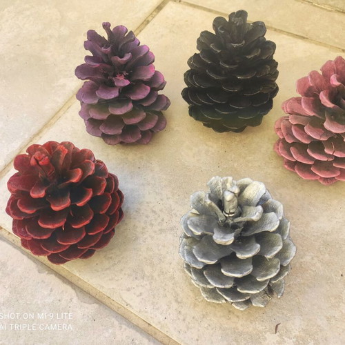 Natural painted pine cones pack of 5, new