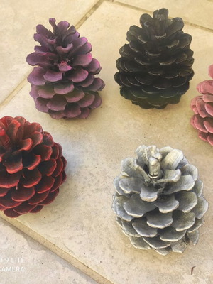 Natural painted pine cones pack of 5, new