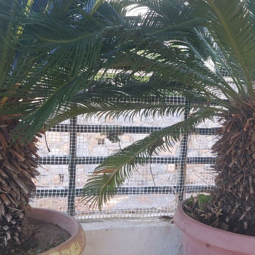 Tsikas plants used, set of 2, 15 years old