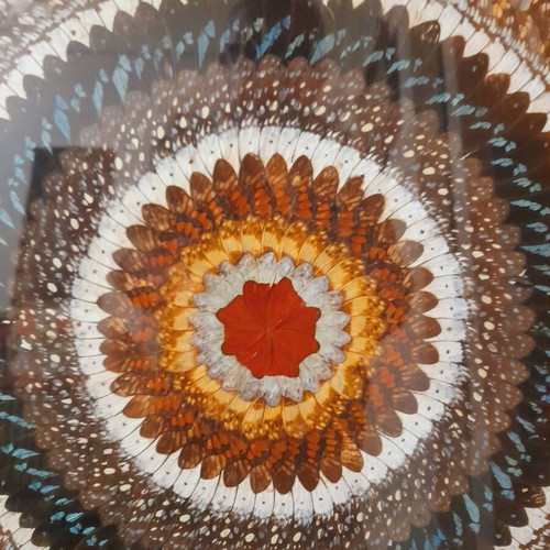 Painting with butterfly wings like new, 80x52 cm