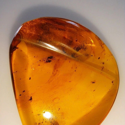 Baltic Amber Stone with Ancient Insects New