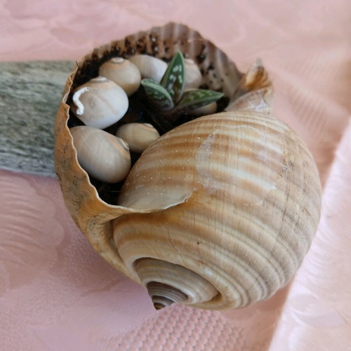 Succulent in natural shell new