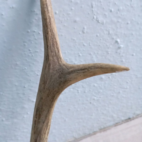 Deer antler in excellent condition