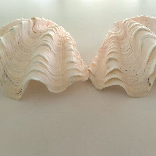 Giant Tridacna Squamosa Clam Shells new, matched pair