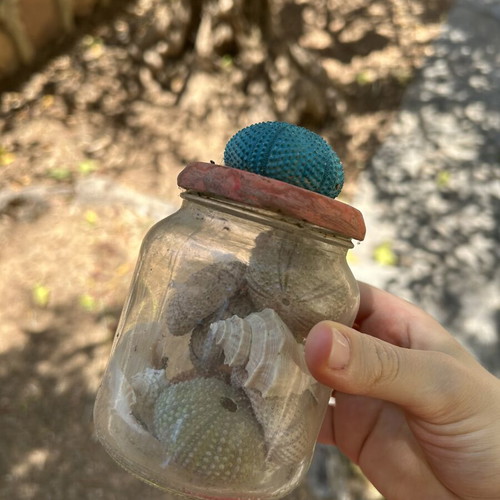 Seashells used collection