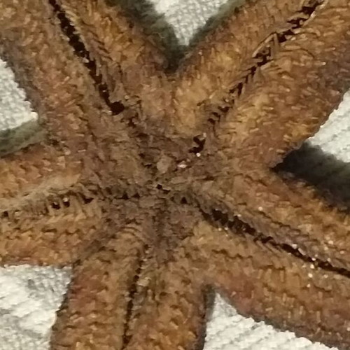 Fossils like new, set with comb, starfish and unknown