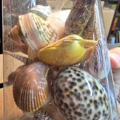 Set of natural decorative seashells and shells, coastal decor