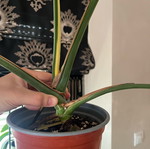 Monstera Thai Constellation σπάνιο ελληνικό φυτό προσαρμοσμένο στην Ελλάδα