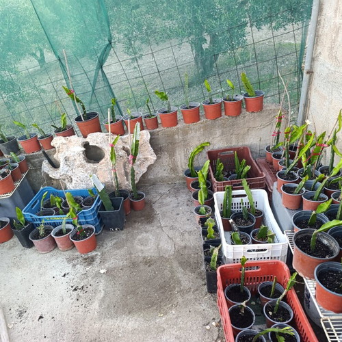 Dragon Fruit Rooted Plants