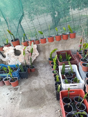 Dragon Fruit Rooted Plants