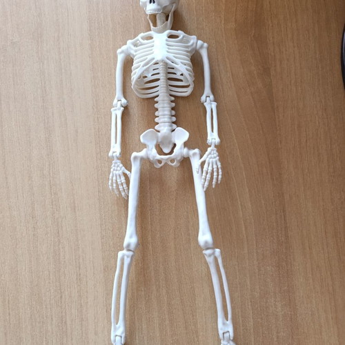 Skeleton Pendant souvenir for Halloween new with movable joints