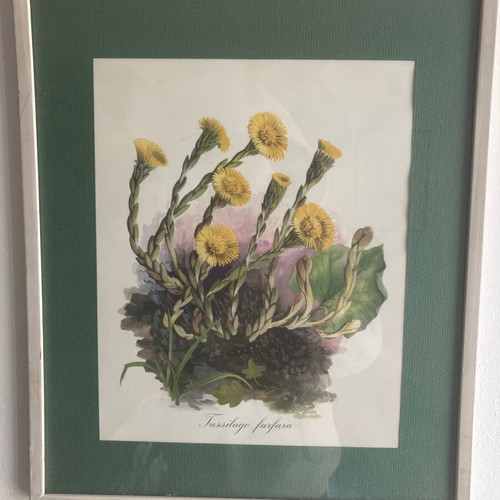 Watercolor painting by Giorgos Sfikas used, herbs and flowers theme