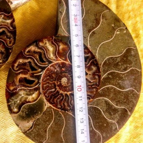 Ammonite fossil like new, 16x16x4 cm, polished