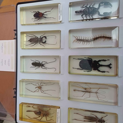 DeAGOSTINI complete insect collection, 85 insects
