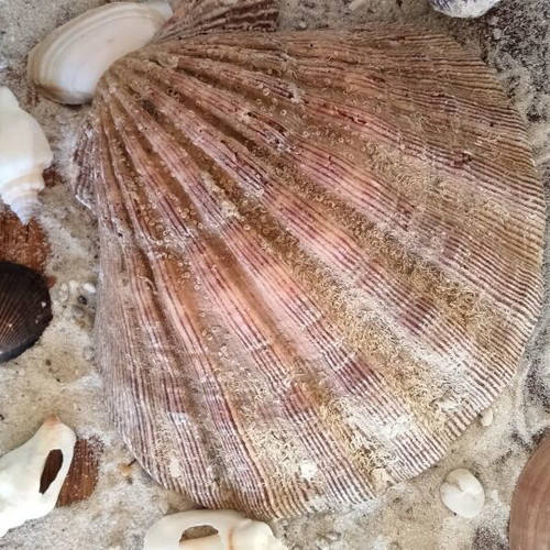 Lion's Paw Natural Seashell like new