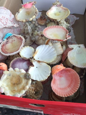 Tealight holders with colorful shells, set of 20, new