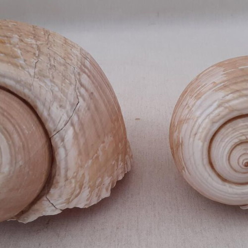 Sea shells used, pack of 5 pieces