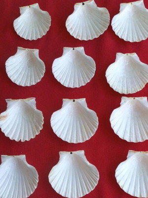 Saint Jaques shells like new, pack of 12 for seafood serving