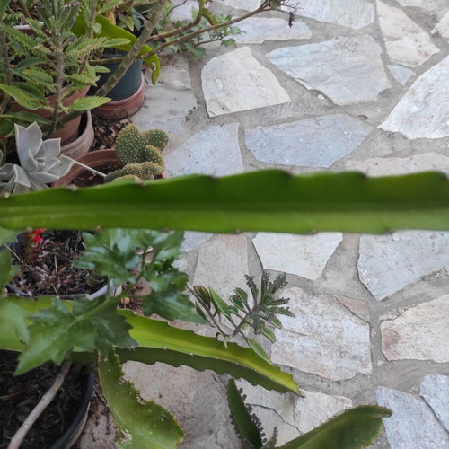 Dragon fruit cuttings new, various sizes
