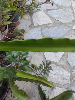 Dragon fruit cuttings new, various sizes