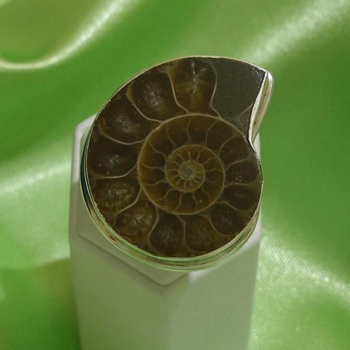 Ammonite ring in 925 silver new