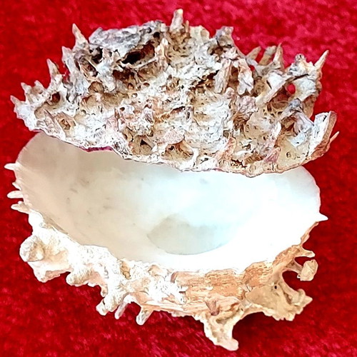 Spiny Oyster Shell like new, natural marine collectible