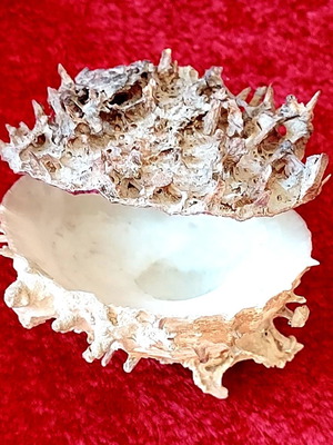 Spiny Oyster Shell like new, natural marine collectible