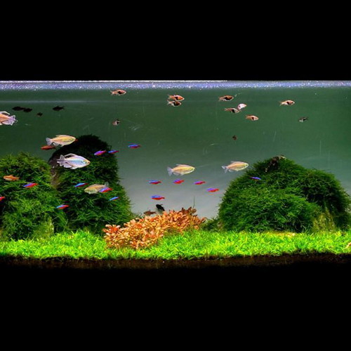 350-liter aquarium with stand, Aqua Nova XCF filter, heater, LED light