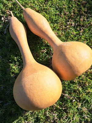 Αποξηραμένες νεροκολοκύθες καινούργιες, σετ 2 τεμαχίων